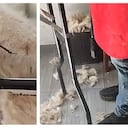 Hallazgo escalofriante