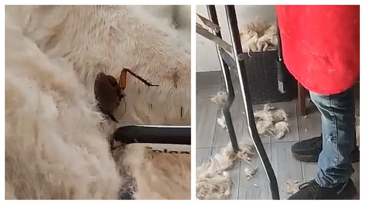 La mujer tuvo un caso en especial que generó sorpresa y hasta indignación tanto en la peluquera de mascotas como en los internautas, todo por un hallazgo inesperado en el pelaje de un perrito.