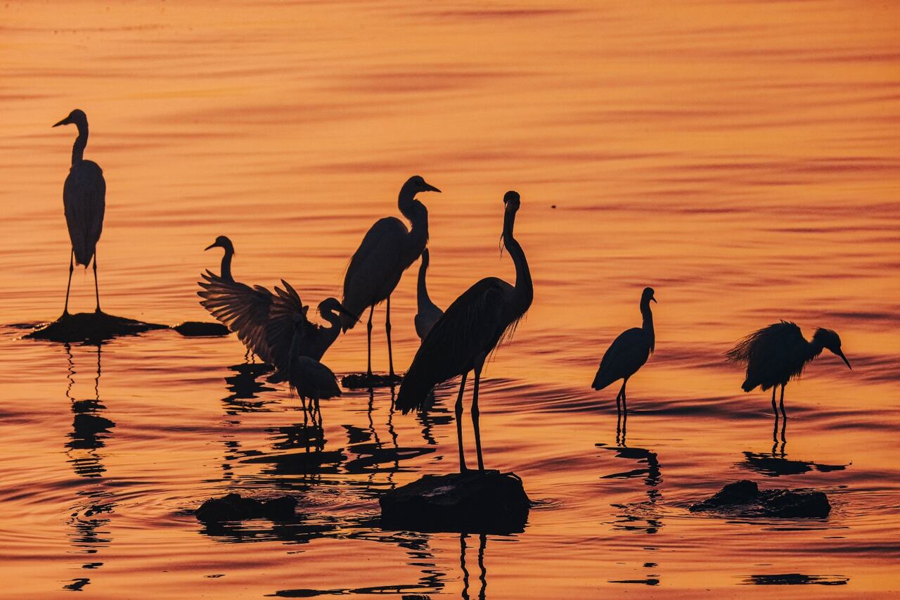 Aves que se vieron desde Parque Mallorquín.