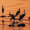 Aves que se vieron desde Parque Mallorquín.