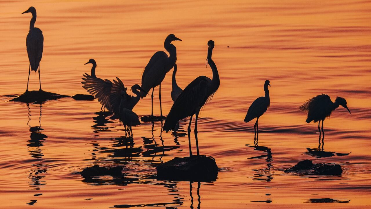 Aves que se vieron desde Parque Mallorquín.