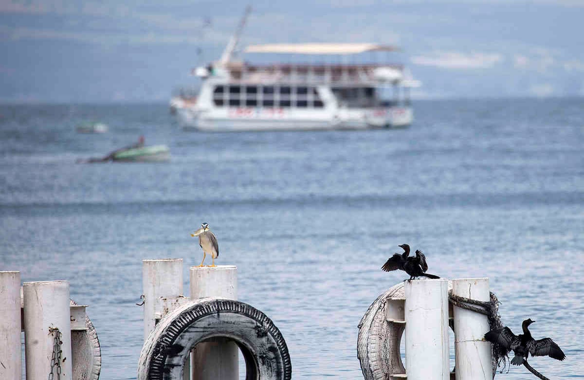 En esta foto del sábado 25 de abril de 2020, las aves descansan mientras un barco turístico vacío está anclado en el Mar de Galilea, conocido localmente como el Lago Kinneret. Después de un invierno especialmente lluvioso, el Mar de Galilea en el norte de Israel está en su nivel más alto en dos décadas, pero las playas y los principales sitios cristianos a lo largo de sus orillas están vacías ya que las autoridades impusieron un bloqueo total. (Foto AP / Ariel Schalit)