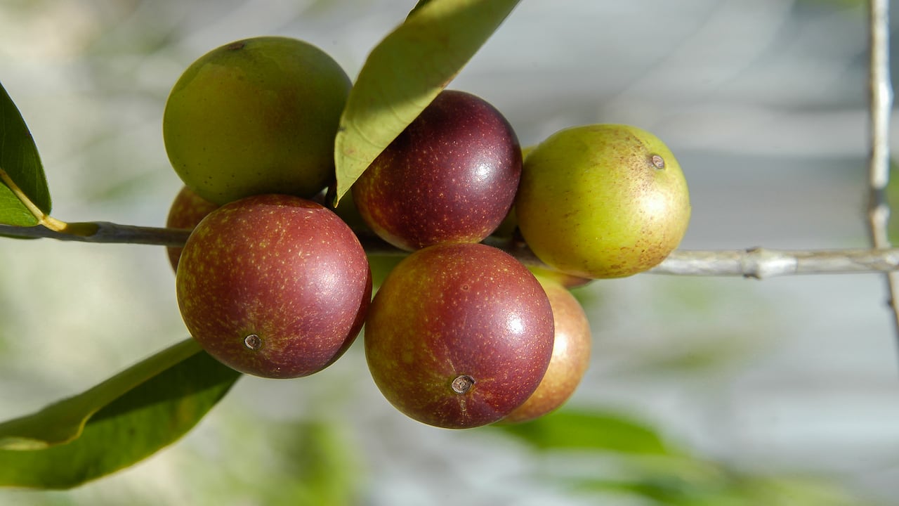 La biodiversidad empieza a verse como un activo económico estratégico para Colombia.