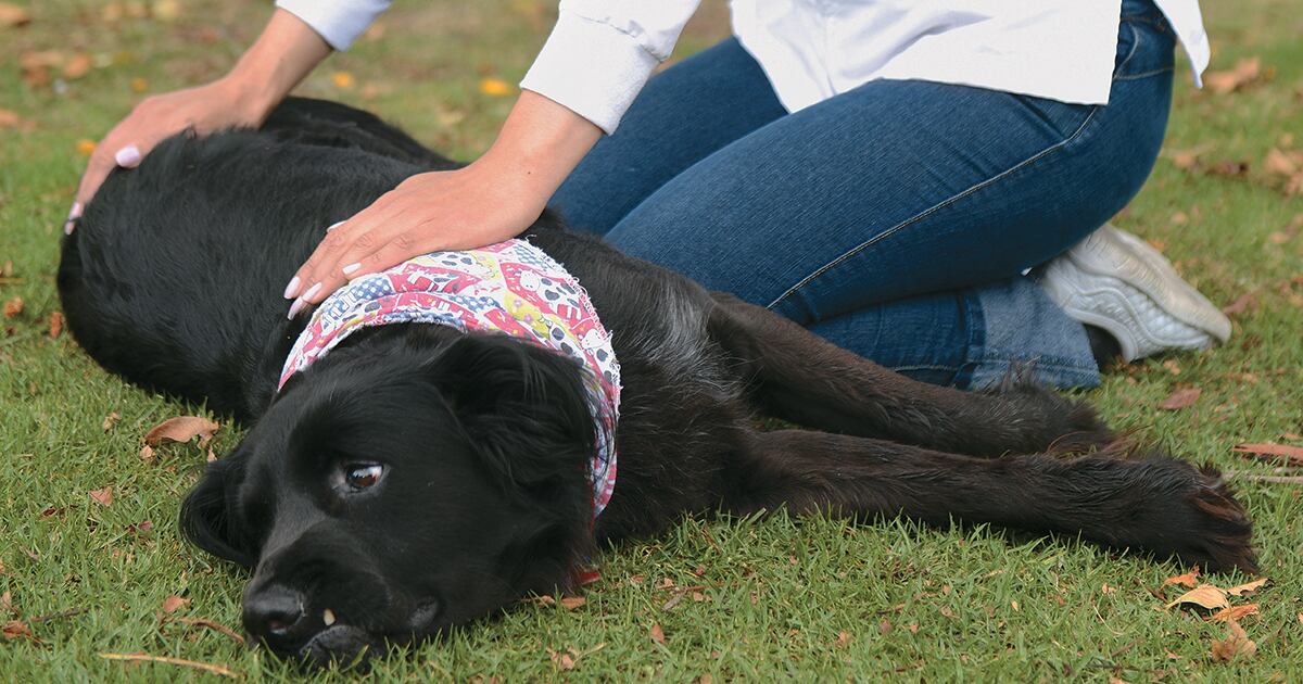 Reiki Reiki para pequeños animales