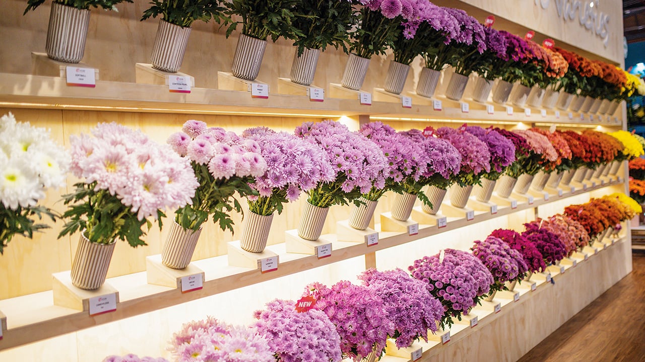 Las flores colombianas de exportación, como el resto de productos que se venden en el exterior, están afectadas por la revaluación.