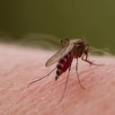 El dengue es ocasionado por la picadura del zancudo Aedes Aegypti.