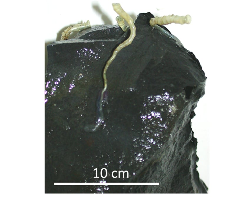 Se realizó en la Dorsal del Pacífico Oriental, una zona volcánicamente activa.
Fue liderada por las científicas Monika Bright y Sabine Gollner.