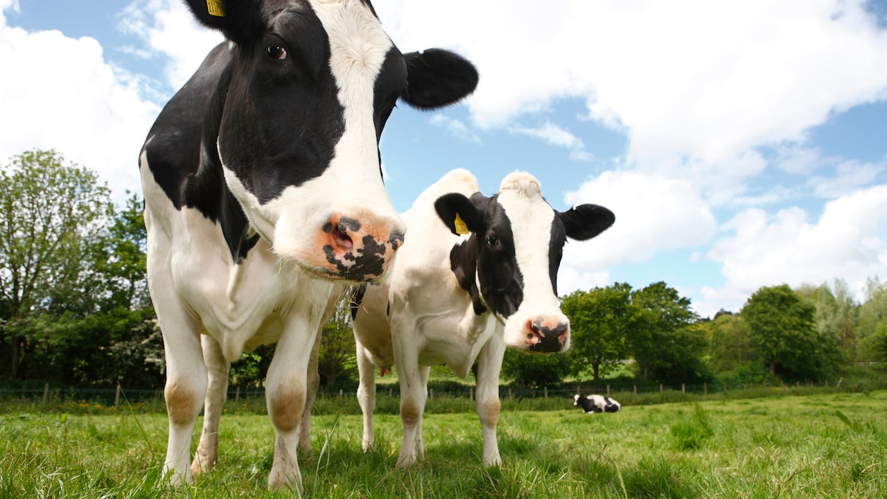 rebaño; lácteos; Leche; comida; agricultura
