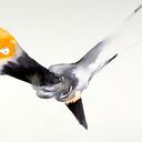 Crecer y desarrollarse, experimentar tiempos de ansiedad y reacciones que dan pie a distancias.