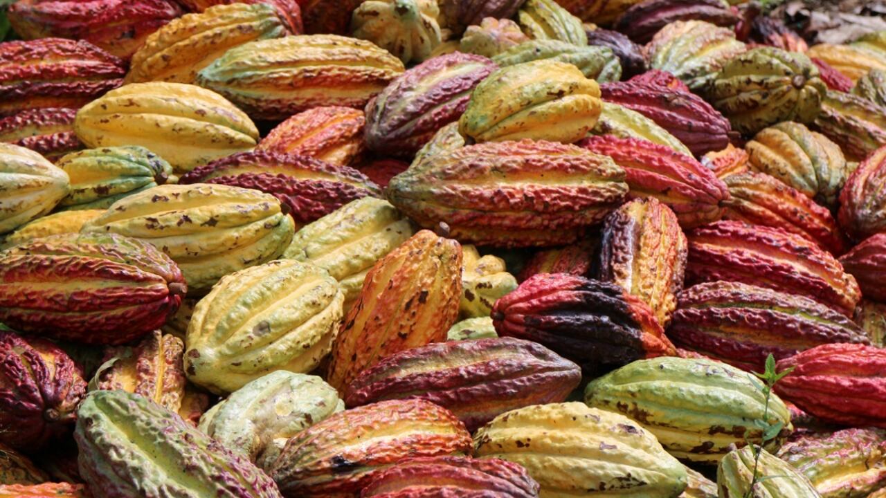 En 2021, Bélgica incautó un récord de 89,5 toneladas de cocaína en el puerto de Amberes.