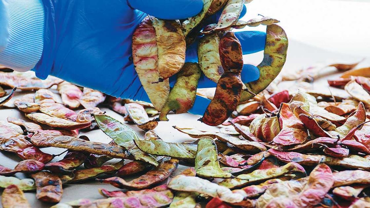 Lo ideal sería crear una cadena productiva alrededor de las plantas medicinales.