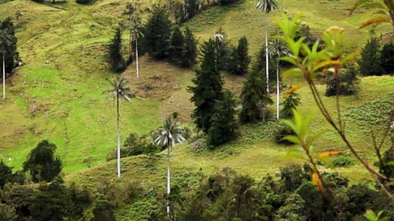 Palmas de cera en Boyacá.