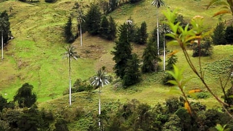 Pesca, Boyacá
