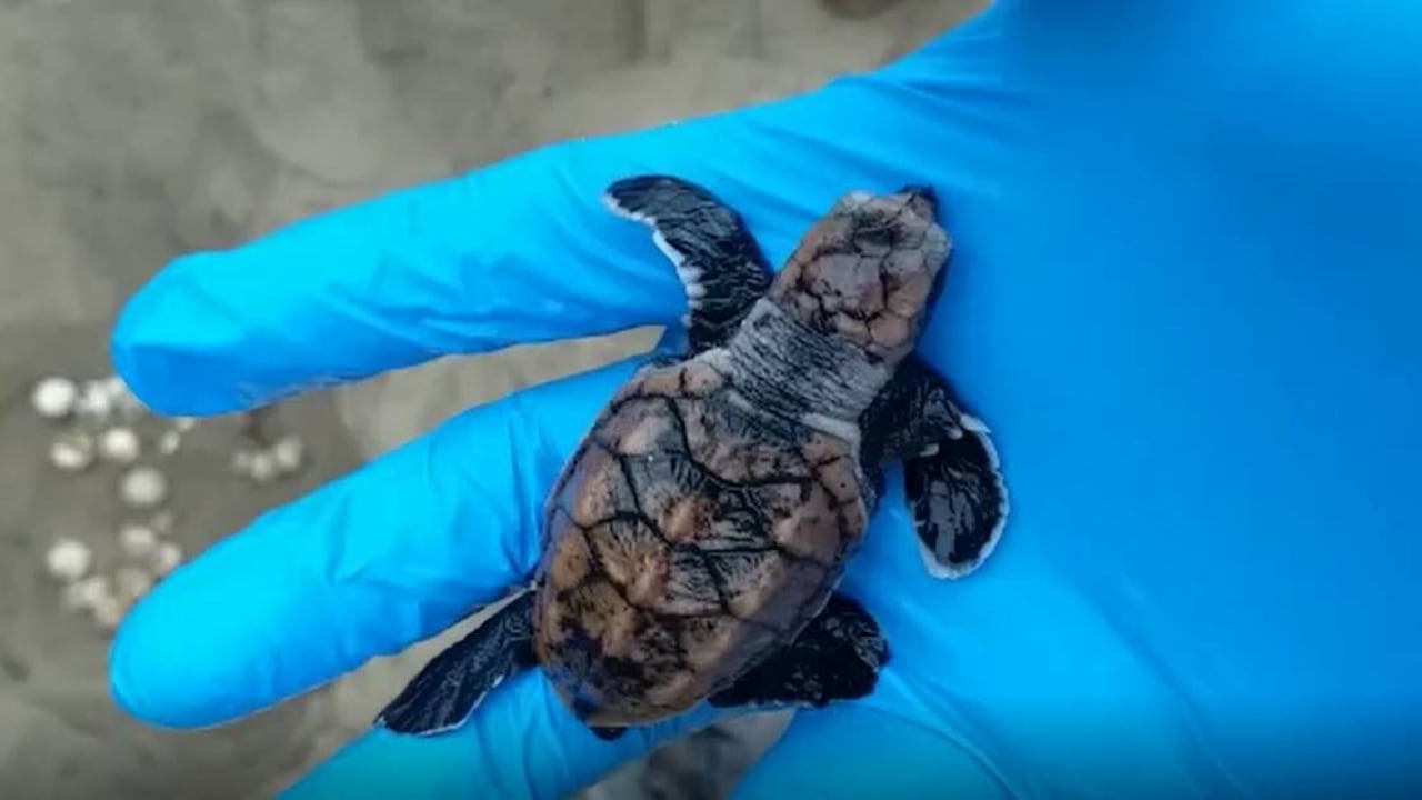 Funcionarios de Parques Nacionales Naturales ayudaron a más de 60 tortugas carey a salir de sus huevos. Foto: PNN.