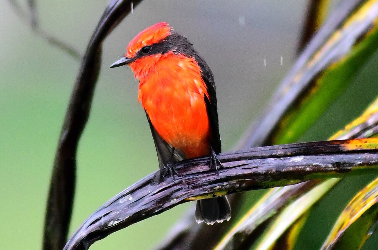 En el municipio de Calima El Darién, se puede vivir una experiencia de observación de aves de todo tipo.