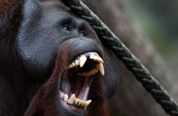 Un orangután macho, llamado Pongo, reacciona con esta expresión al encierro en el zoológico de Muenster, en Alemania. (AP)