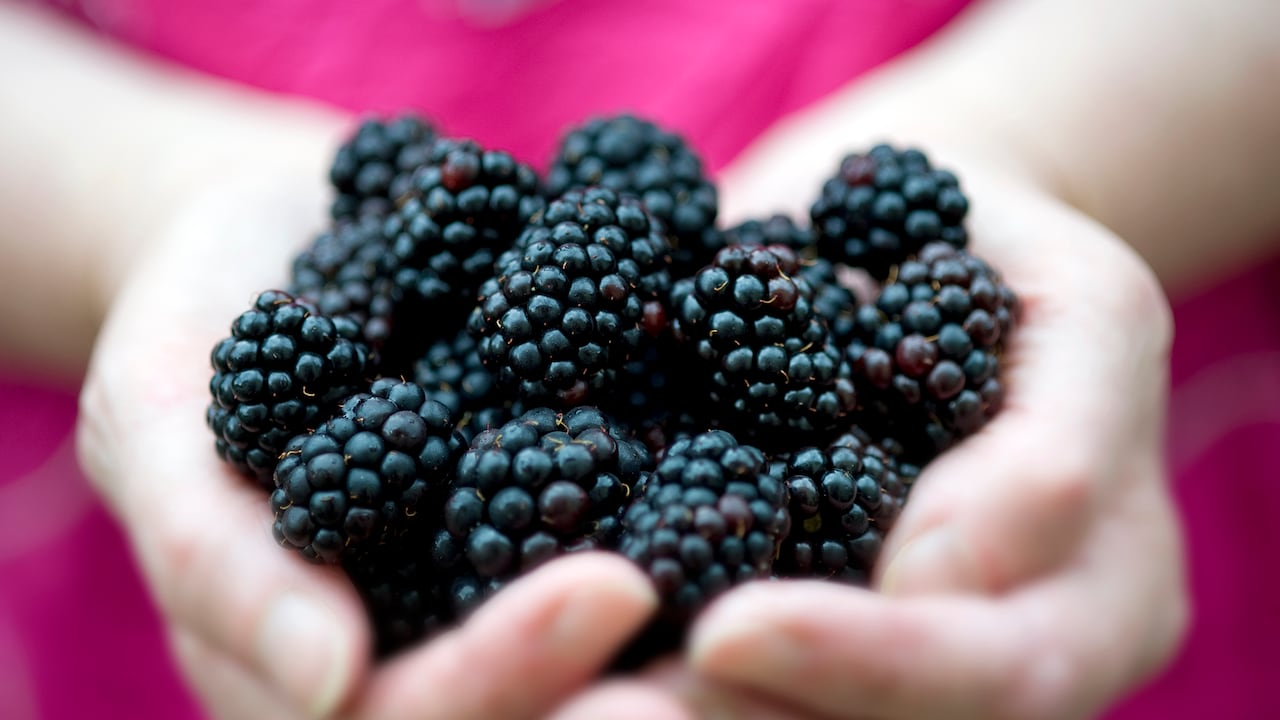Moras