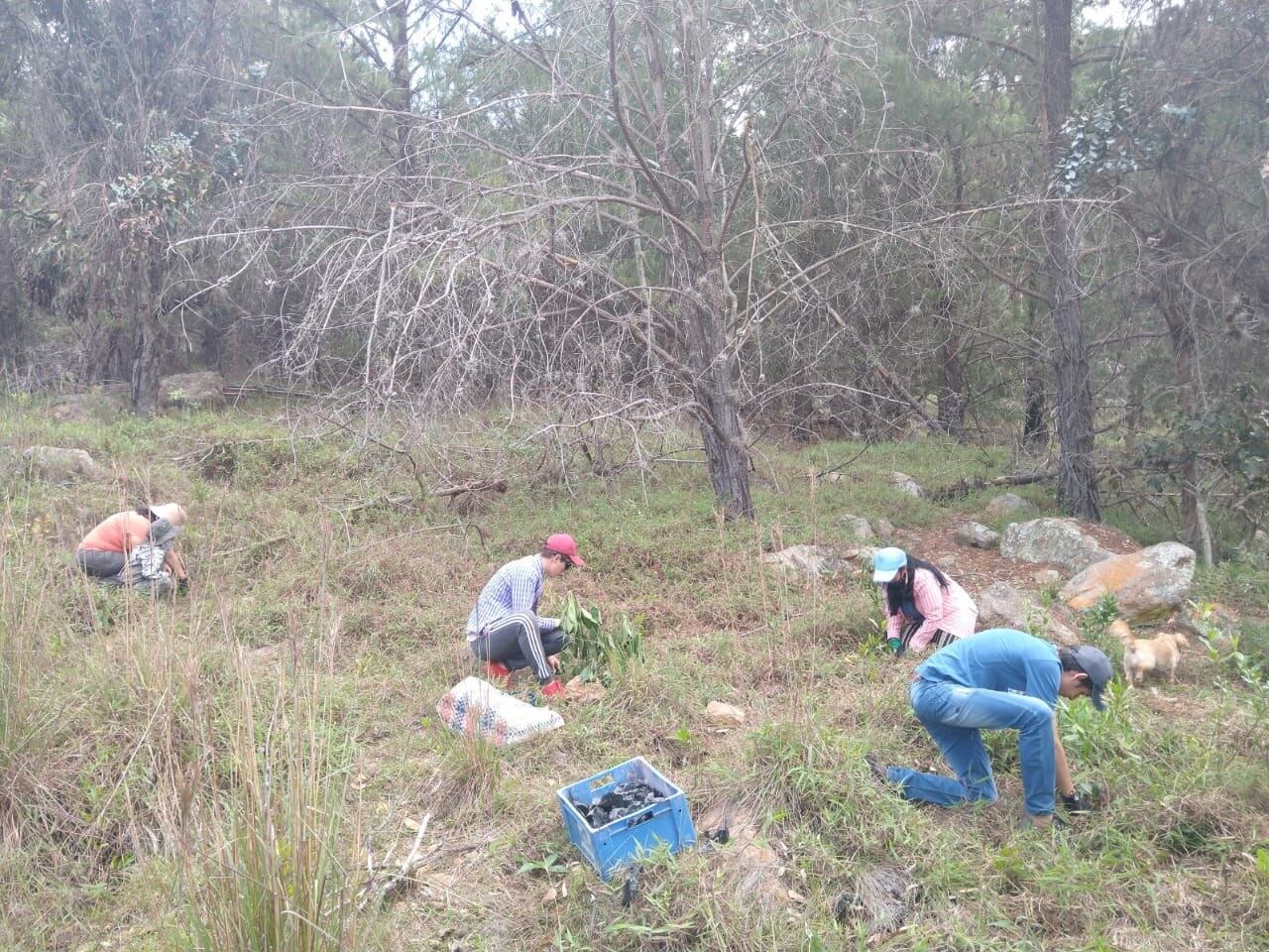 Las hermanas Robles que reforestan Villa de Leyva con el árbol de su apellido.