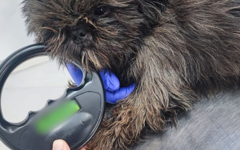 Maltrato animal en Bogotá