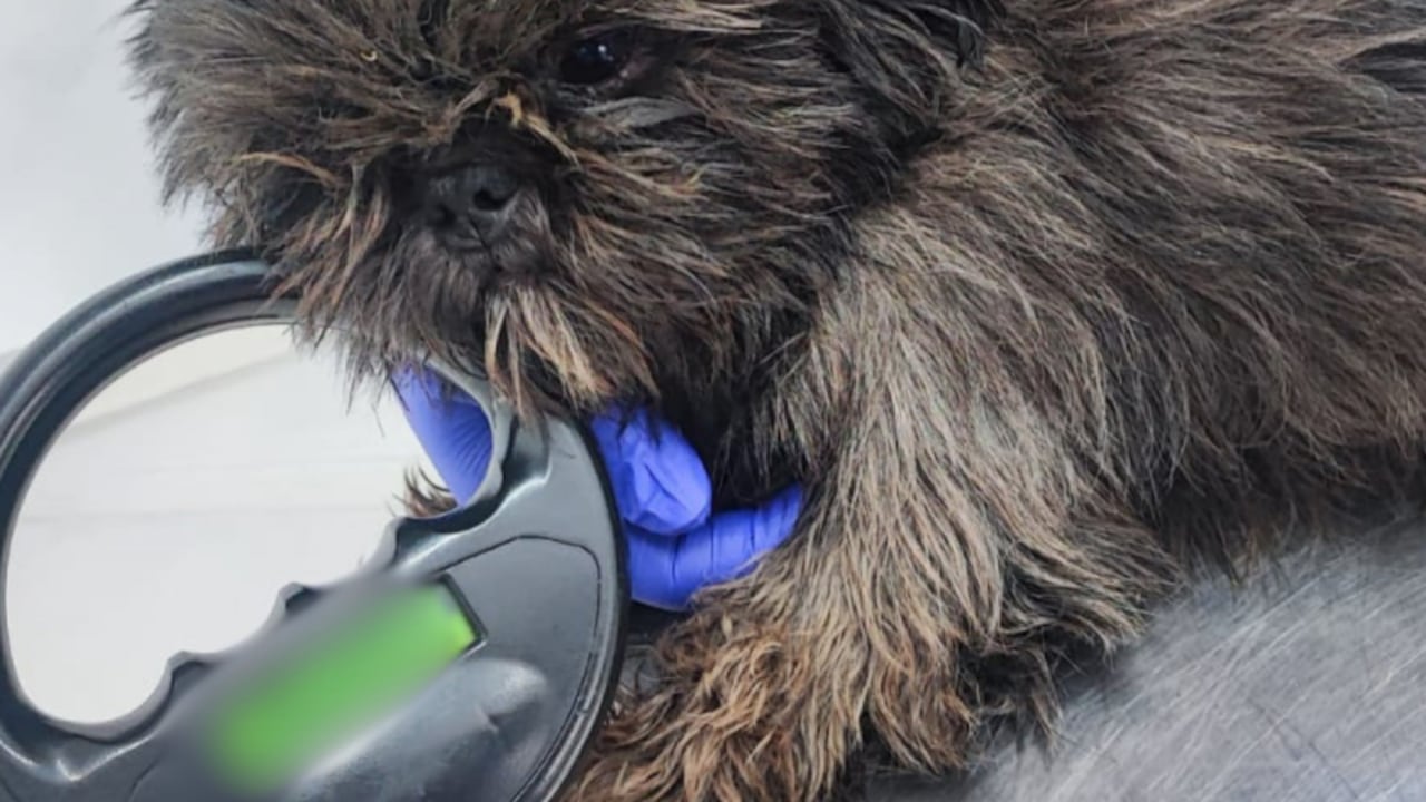 Maltrato animal en Cauca.