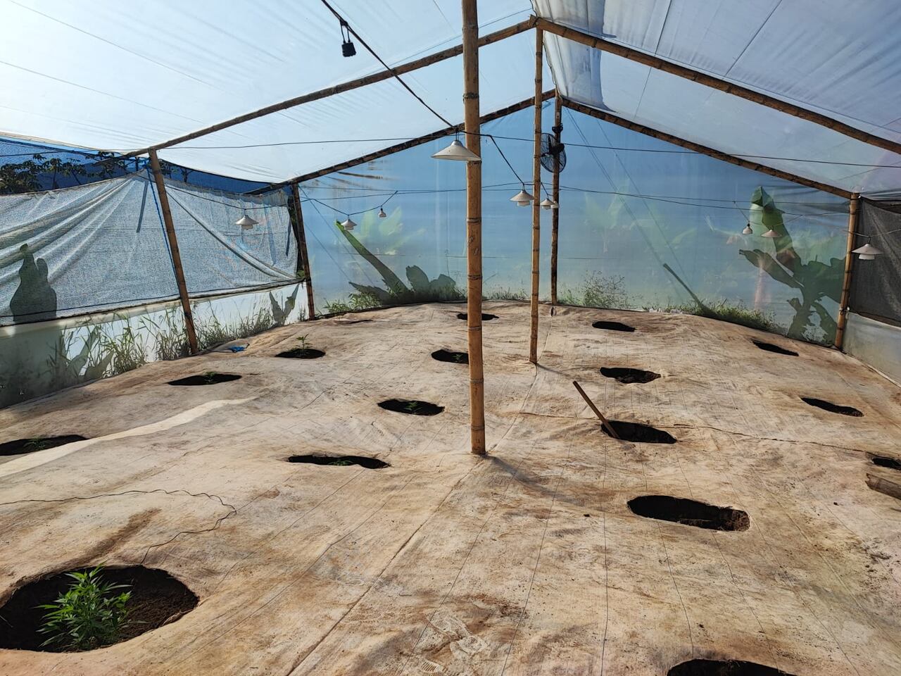 Autoridades desmantelaron 3 laboratorios de marihuana en Antioquia.