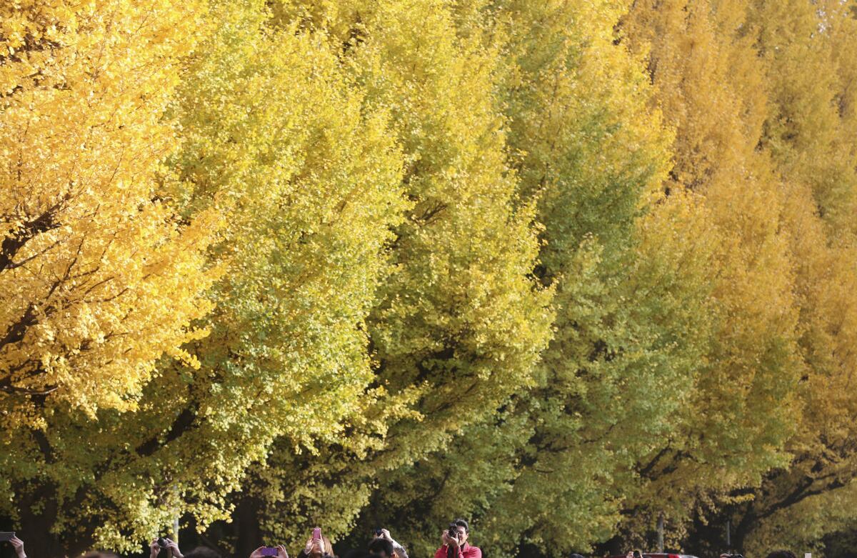 Los árboles gingko de flores amarillas adornan el jardín Jingu Gaien, a las afueras del templo Meiji Jingu en Tokio. La avenida, en la que pueden verse 146 árboles de este tipo, atrae a miles de turistas cada otoño. (AP)