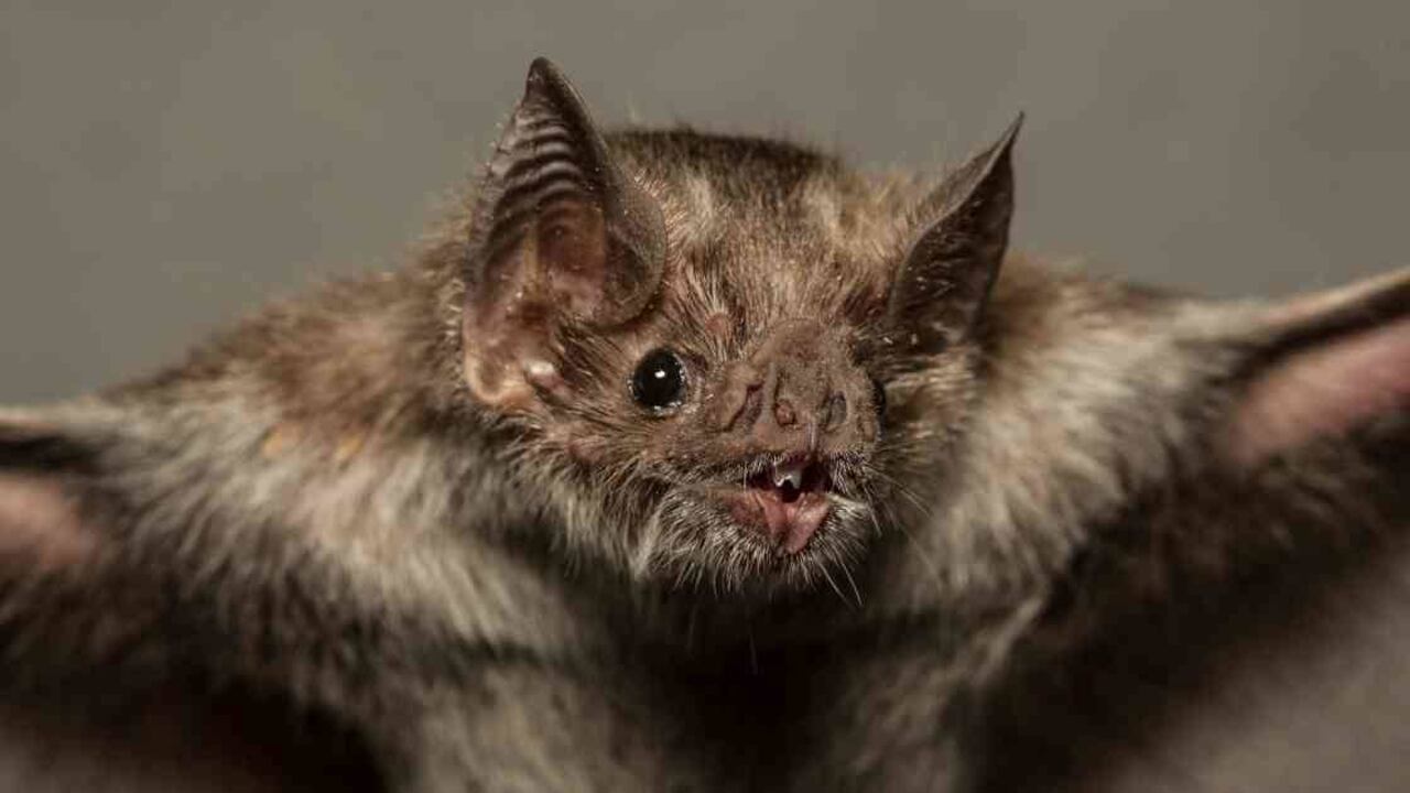 Consideran que existe desinformación respecto a esta especie/Foto: Instituto Humboldt