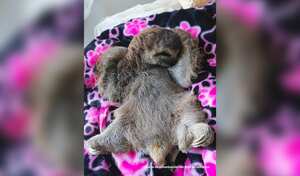 El osos perezoso murió tras estar en el veterinario.