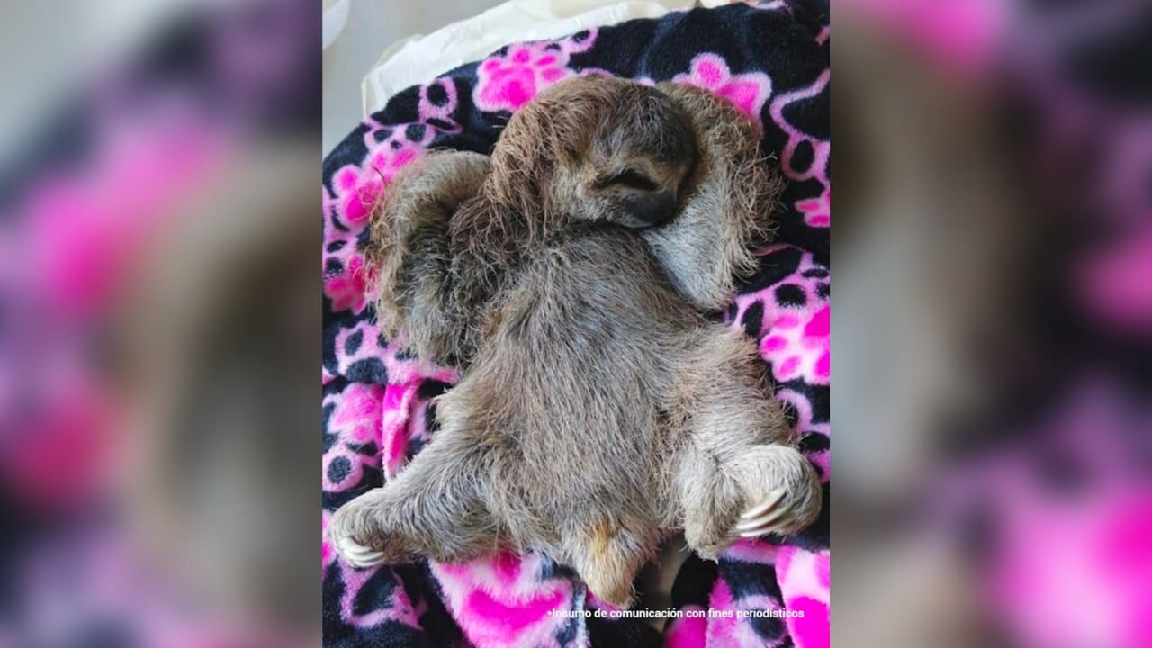 El osos perezoso murió tras estar en el veterinario.
