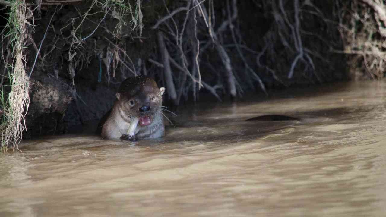 En el municipio de Beltrán, Cundinamarca, fue observada esta hermosa nutria. Foto: Carlos Velandia Barragán/Fundación Omacha.
