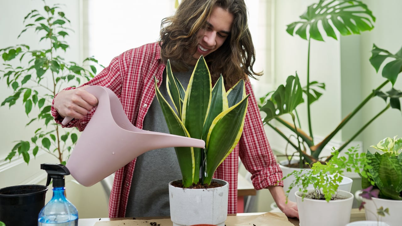 Los jardineros aficionados están optando cada vez más por métodos naturales y orgánicos para cuidar sus plantas de interior, y el jengibre se ha destacado como una opción versátil y efectiva.