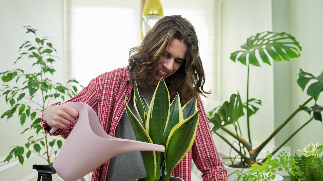 El cuidado de las plantas es importante para que se conserven sanas.
