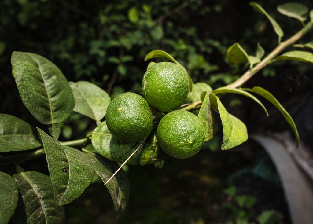 ¿El jugo de limón es apropiado para el acné?