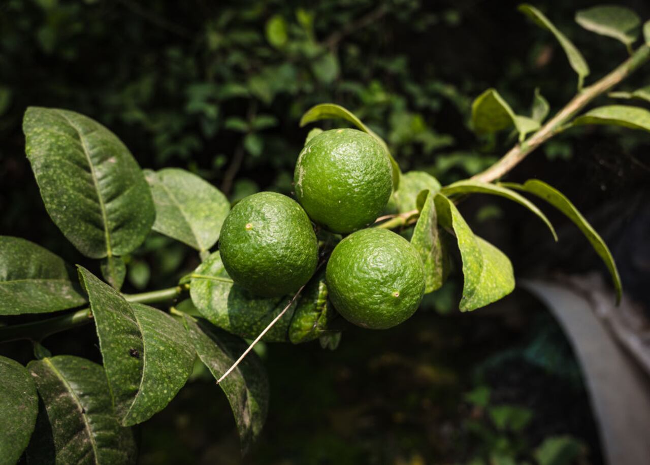 ¿El jugo de limón es apropiado para el acné?
