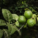 Conozca si el jugo de limón es apropiado para el acné