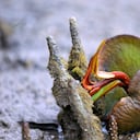 El pacífico colombiano, con sus paisajes de selva húmeda, sus playas, su gastronomía y su biodiversidad, son el sitio turístico, cultural y gastronómico, que atrae a miles de visitantes cada año.