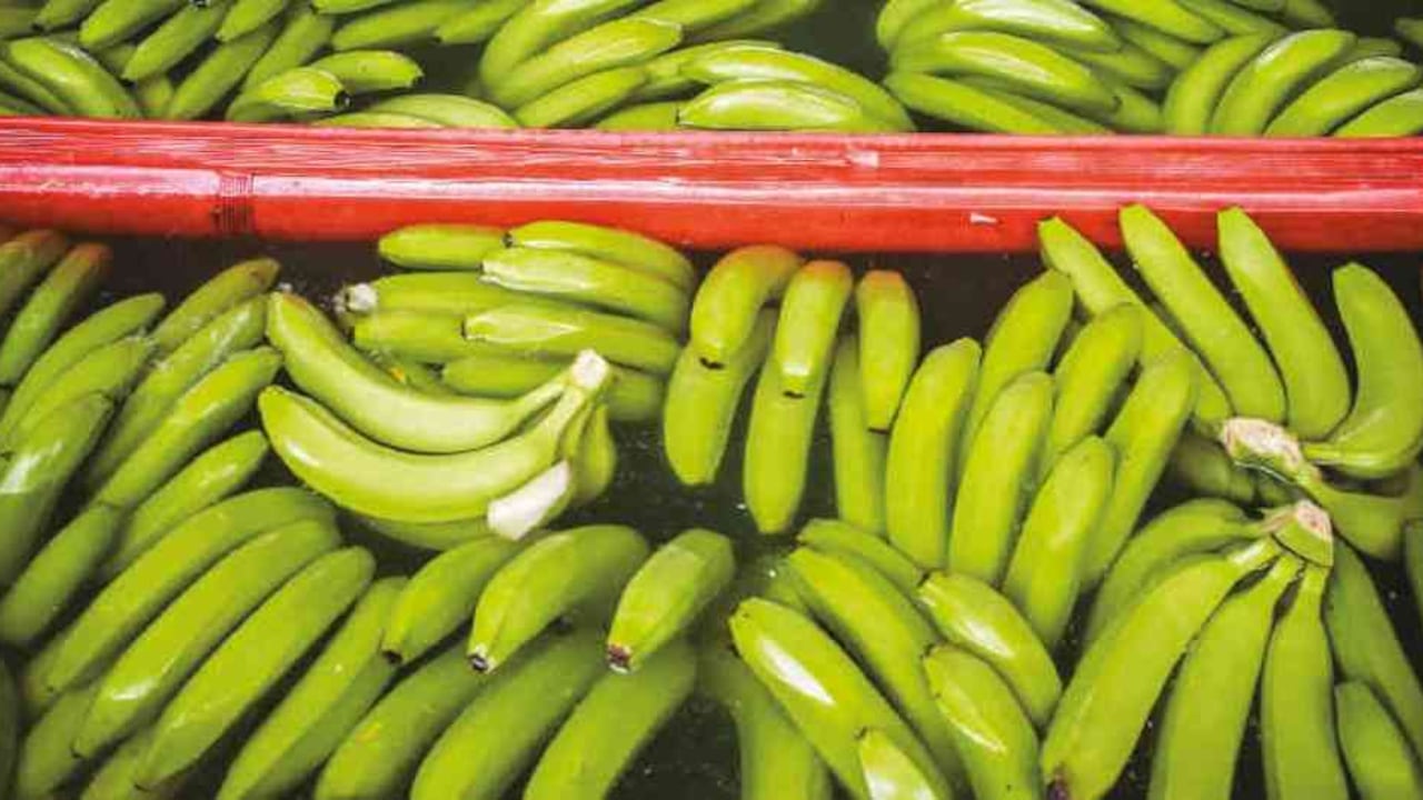 Plátano de exportación