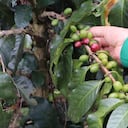 Colombia participó de la cumbre de la FAO en Ecuador, y estas son algunas de las conclusiones del encuentro multilateral.