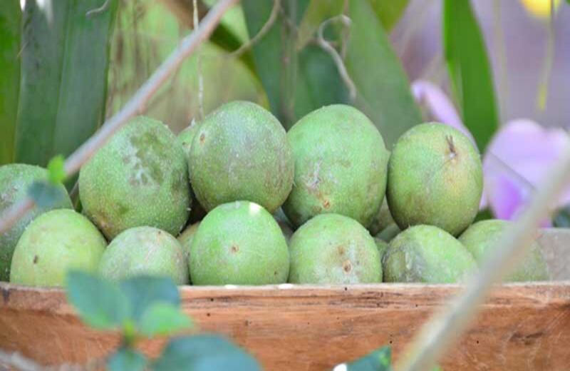 Cholupa del Huila (desde 2007). Foto tomada del sitio web de la SIC.