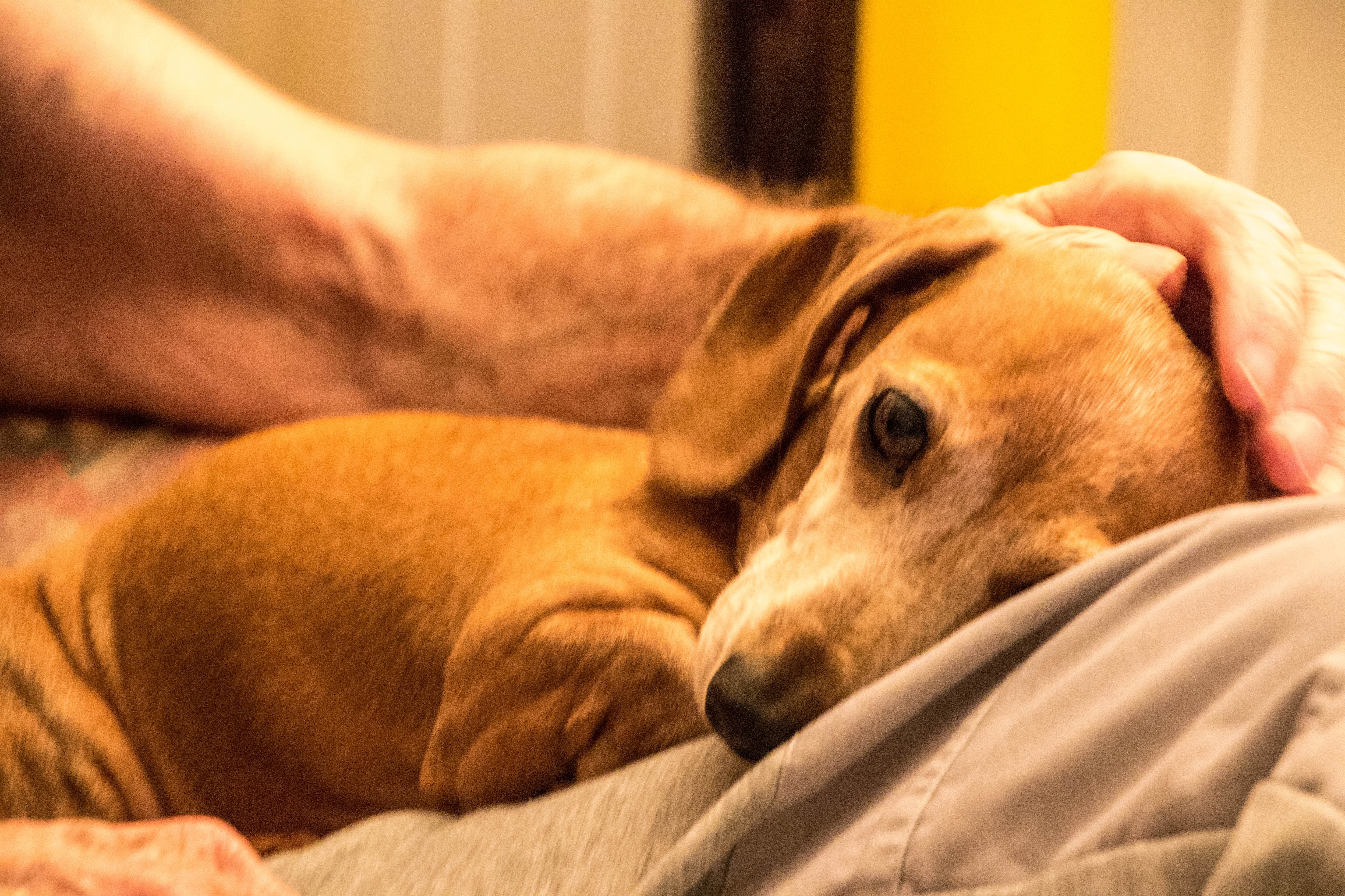 Los perros pequeños, que suelen ser más longevos, son menos propensos a ser diagnosticados con disfunción cognitiva canina.