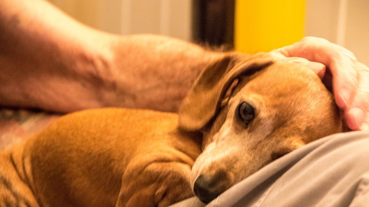 Los perros pequeños, que suelen ser más longevos, son menos propensos a ser diagnosticados con disfunción cognitiva canina.