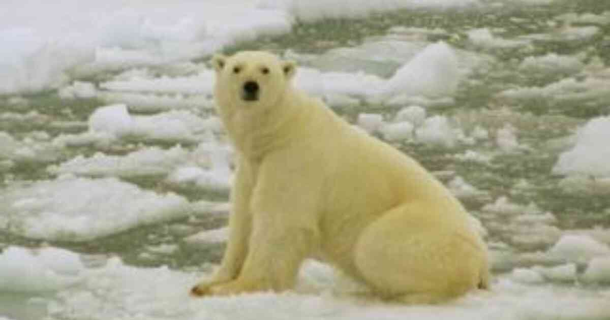 Los osos polares se ven obligados a buscar tierra firme donde conseguir alimentos, a medida que disminuye el hielo marino. Foto: PA vía BBC