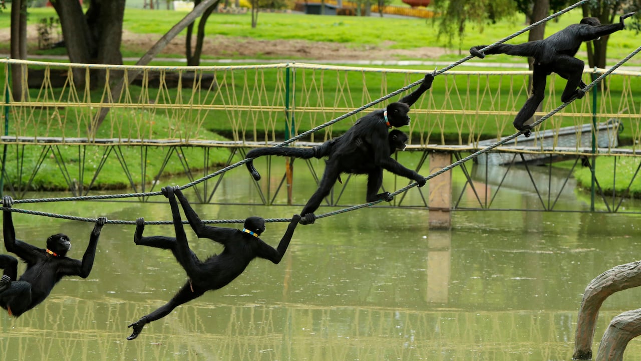 Bioparque Wakata / parque Jaime Duque