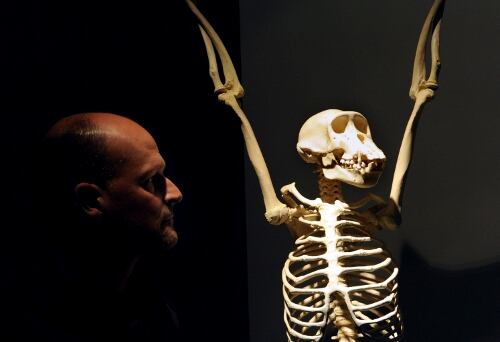 Los resultados señalan que la evolución alcanzó a estar en peligro. 