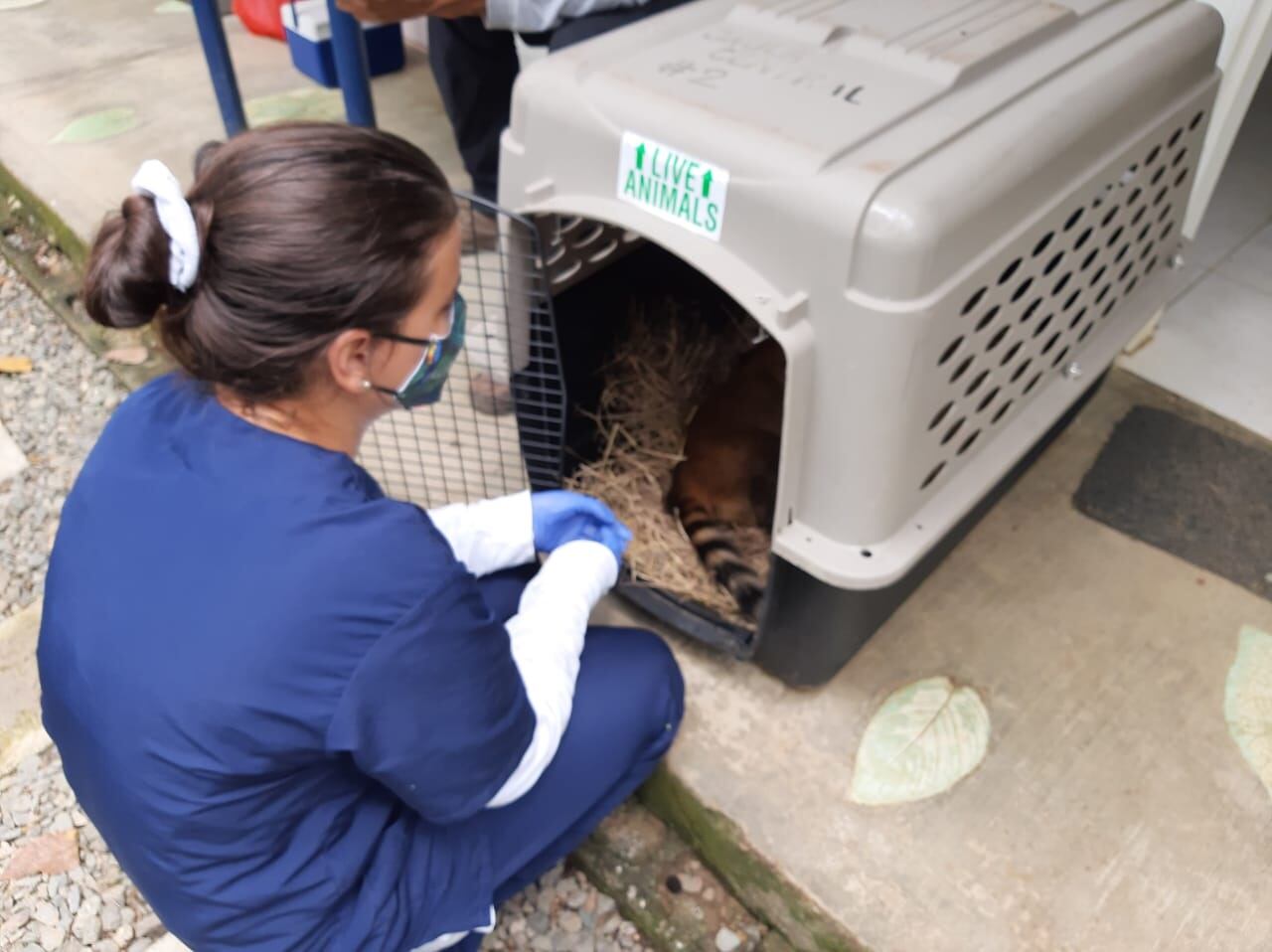 Cusumbo con GPS liberado en Antioquia