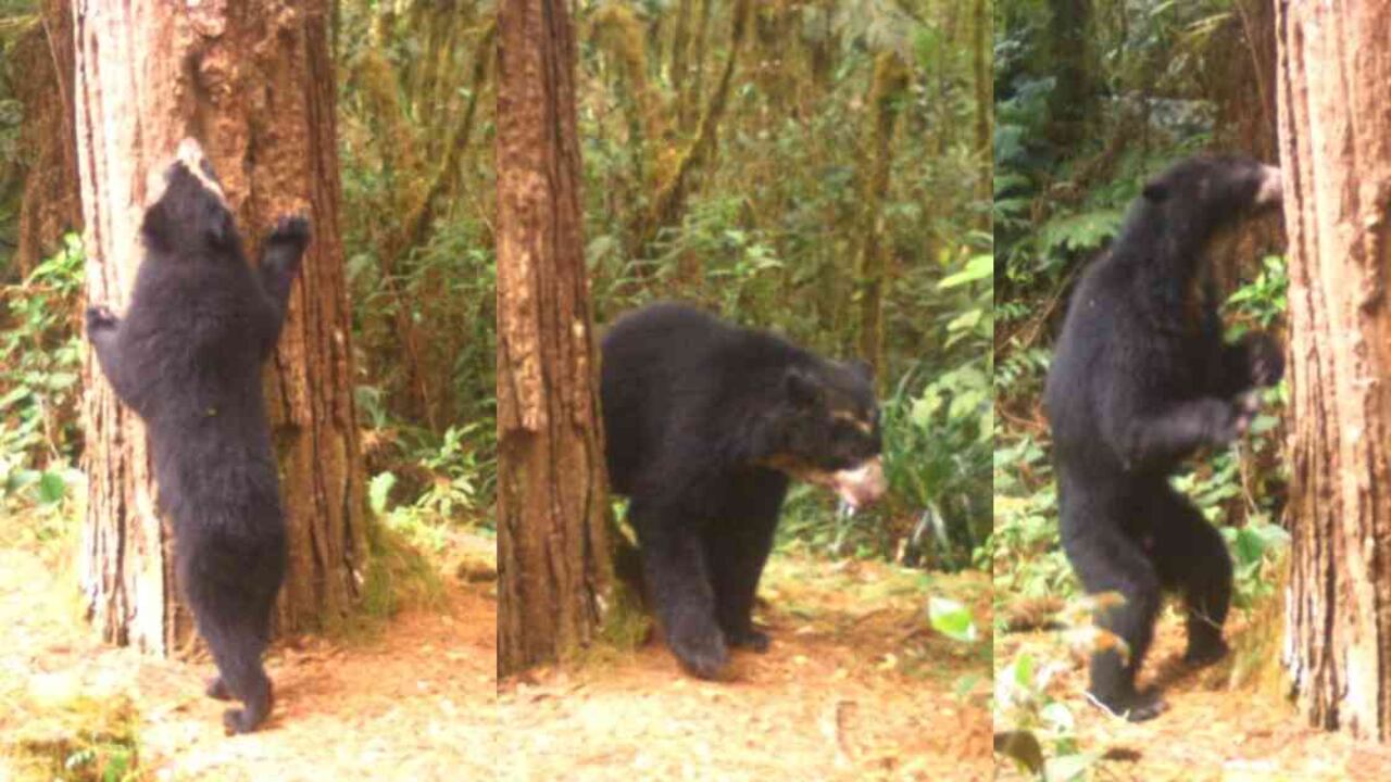 En esta zona habitan cerca de 35 osos de anteojos. Fotos: CAM.