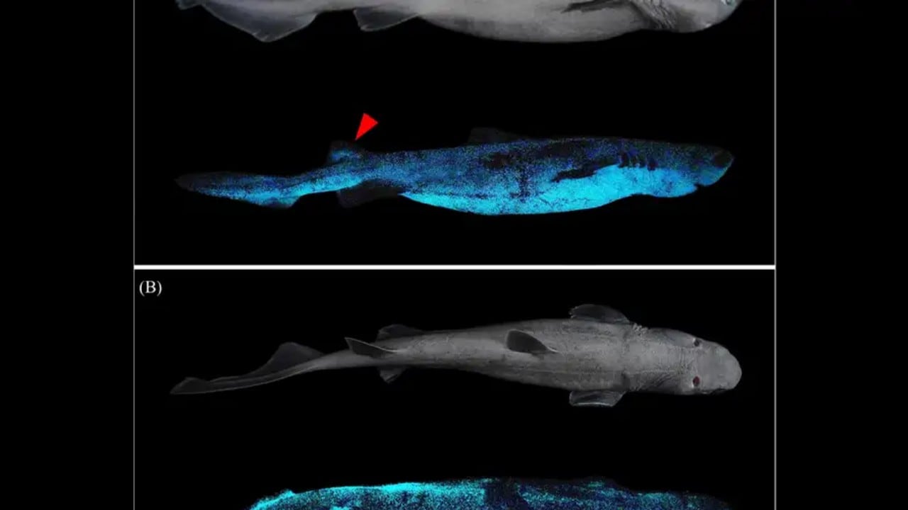 Bioluminesencia del vertebrado luminoso más grande.