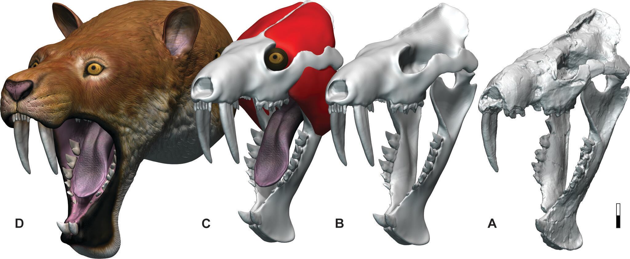 Imagen: Reconstrucción de la cabeza de Anachlysictis gracilis, con base en los nuevos restos hallados. Artista Tatsuya Shinmura.