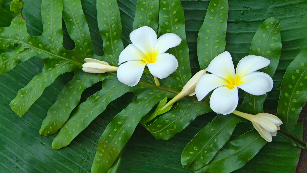 La gardenia es una planta con flor que se puede cultivar tanto en interior como exterior.
