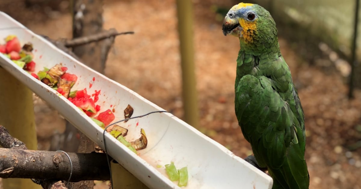 Muchas loras no pueden regresar a la libertad por los estragos del cautiverio.
